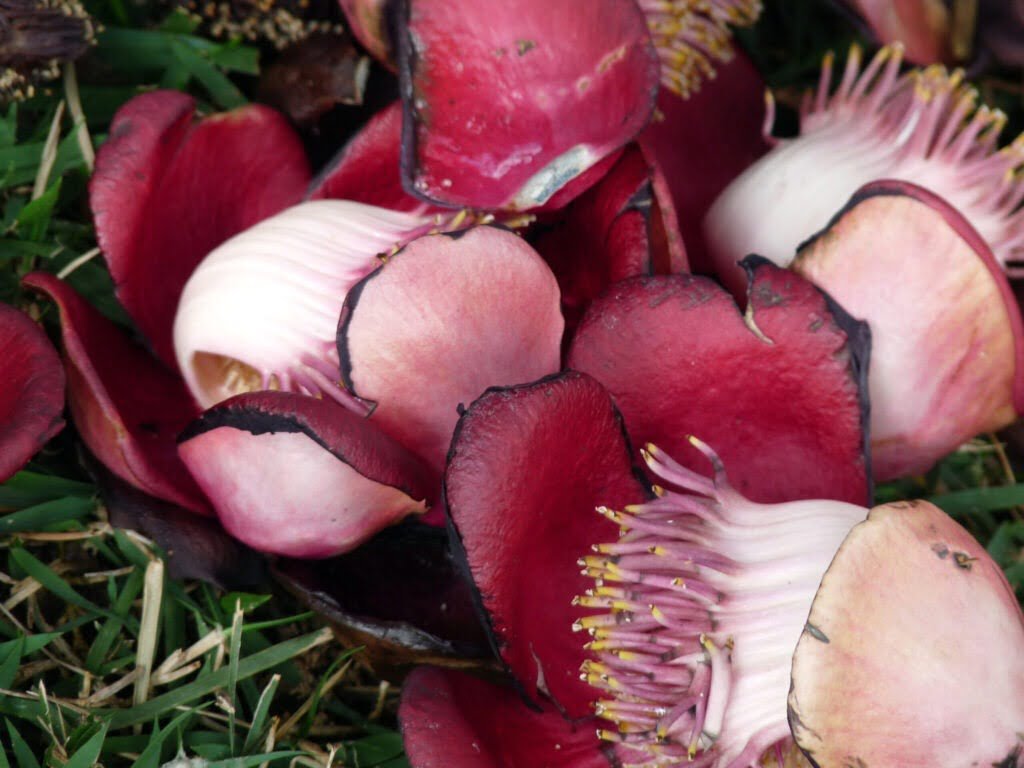 LIVRO A MULHER PROIBIDA TEXTO ABERTURA BRANCA MARIA BRANCA MARIA INSTITUTO TERRA scaled